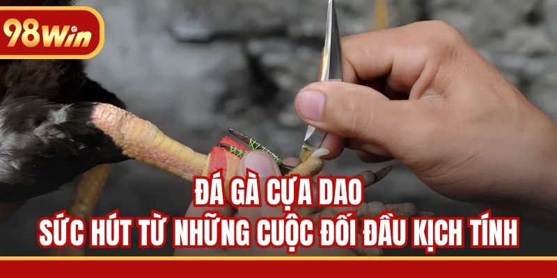 Đá Gà Cựa Dao - Sức Hút Từ Những Cuộc Đối Đầu Kịch Tính