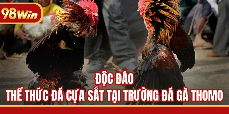 Độc đáo thể thức đá cựa sắt tại trường đá gà Thomo