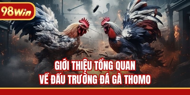 Giới thiệu tổng quan về đấu trường đá gà Thomo