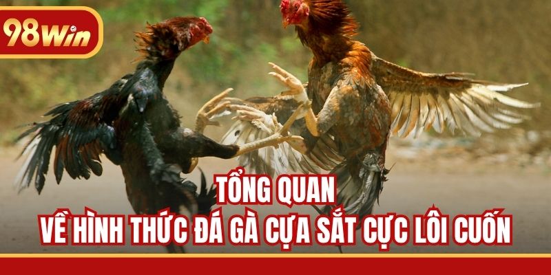 Tổng quan về hình thức đá gà cựa sắt cực lôi cuốn