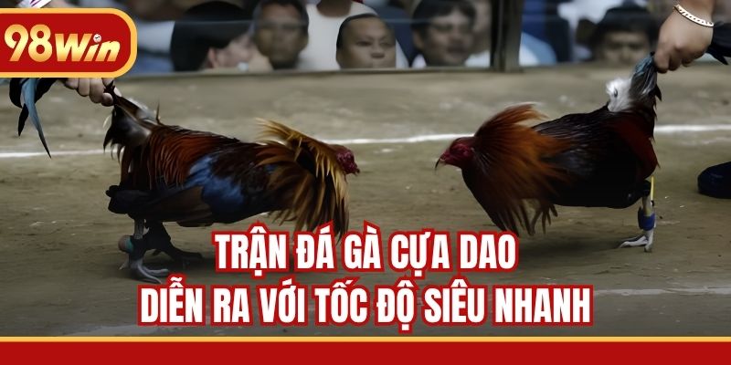 Trận đá gà cựa dao diễn ra với tốc độ siêu nhanh