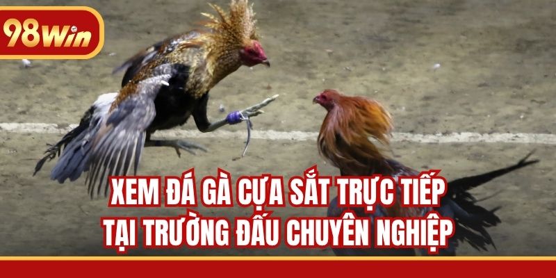 Xem đá gà cựa sắt trực tiếp tại trường đấu chuyên nghiệp